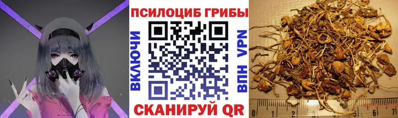 Галлюциногенные грибы Psilocybe  хочу наркоту  Болгар 
